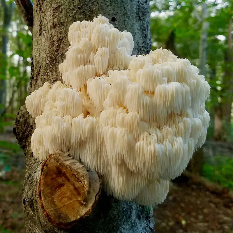 Lions Mane Mushroom Capsules