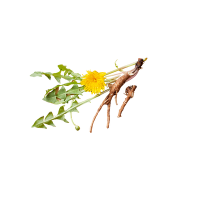 Dandelion Root Capsules