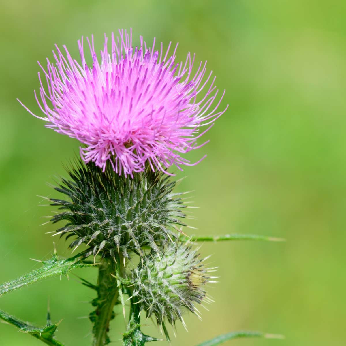 Milk Thistle